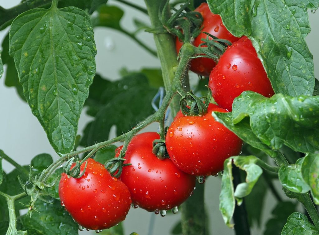 Red tomatoes on a tomato plant.