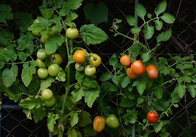 Green and red tomatoes ripening on their vines.